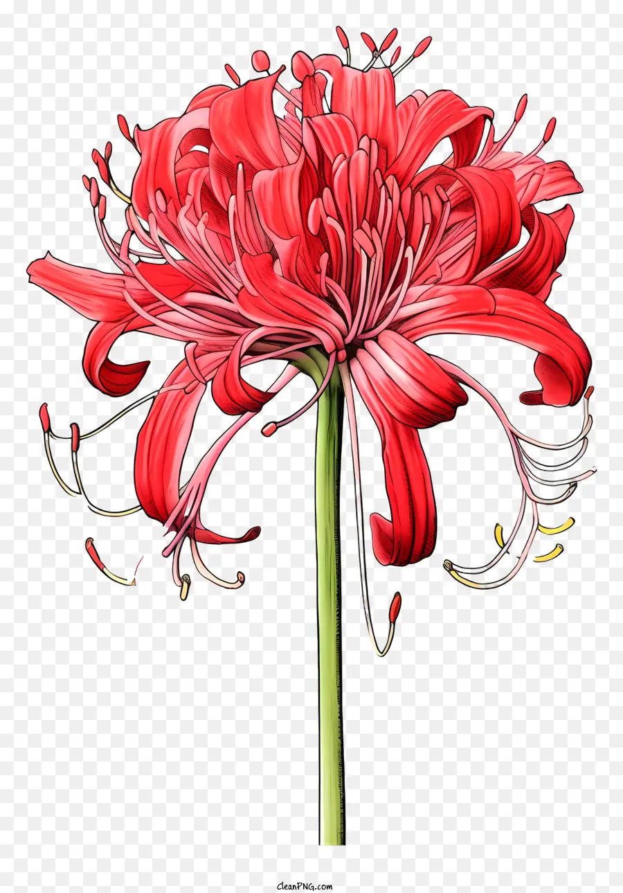 Flor Vermelha，Centro Rosa PNG
