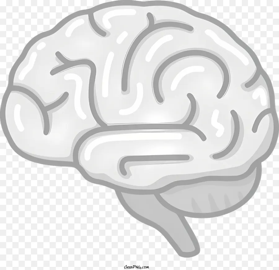 Anatomia Do Cérebro，Matéria Cinzenta PNG