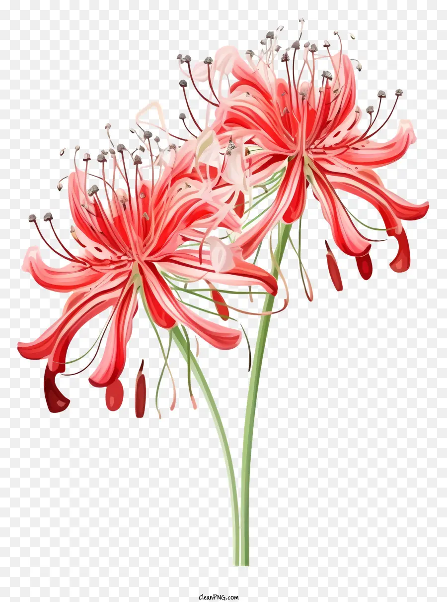 Flores，Flores Vermelhas PNG