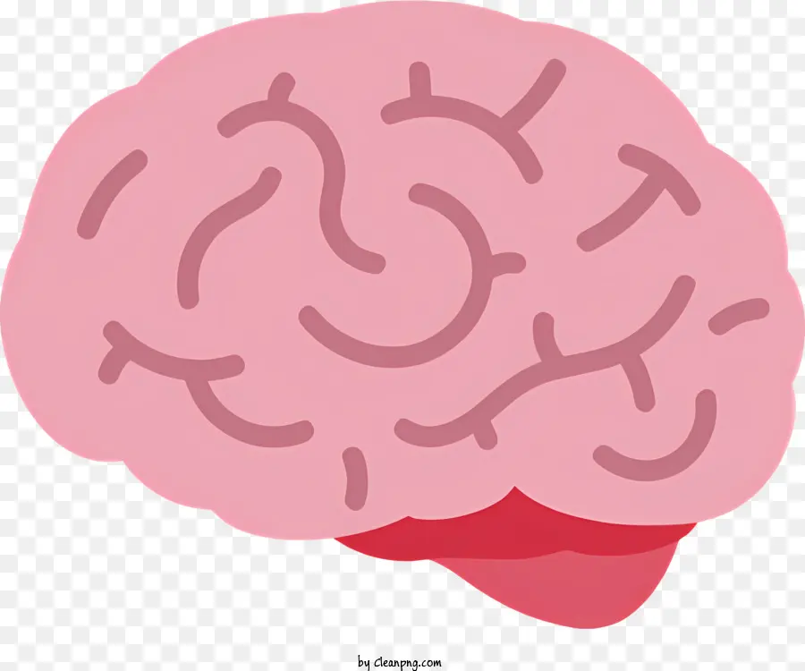 Cérebro Humano，Anatomia Do Cérebro PNG