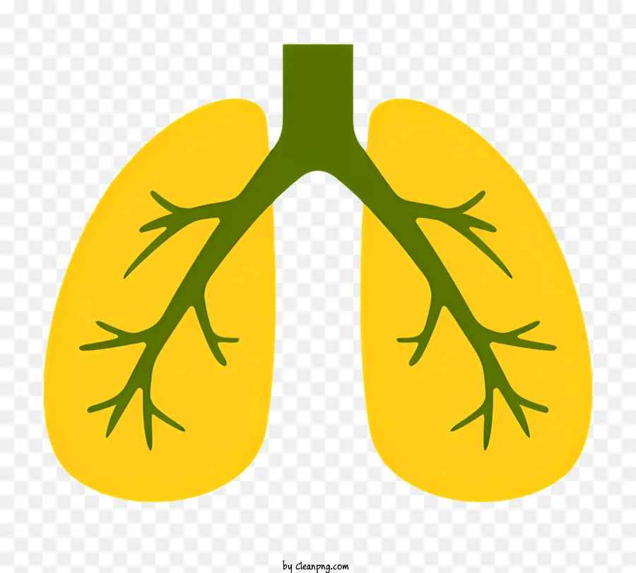 Pulmões Humanos，Sistema Respiratório PNG