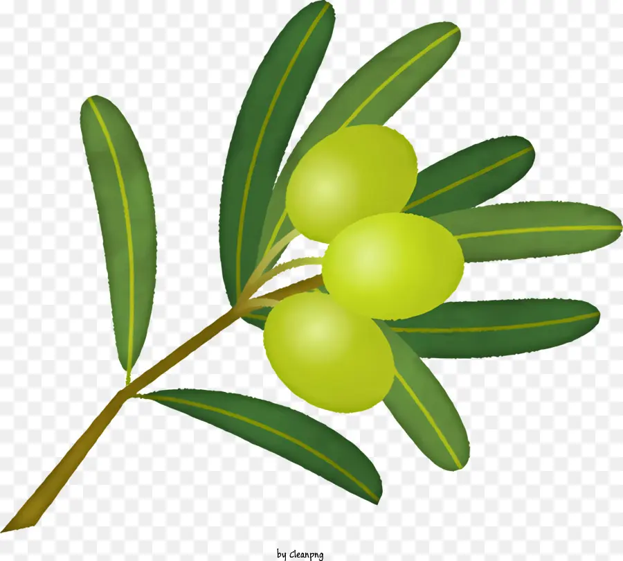Olive Branch，Azeitonas PNG