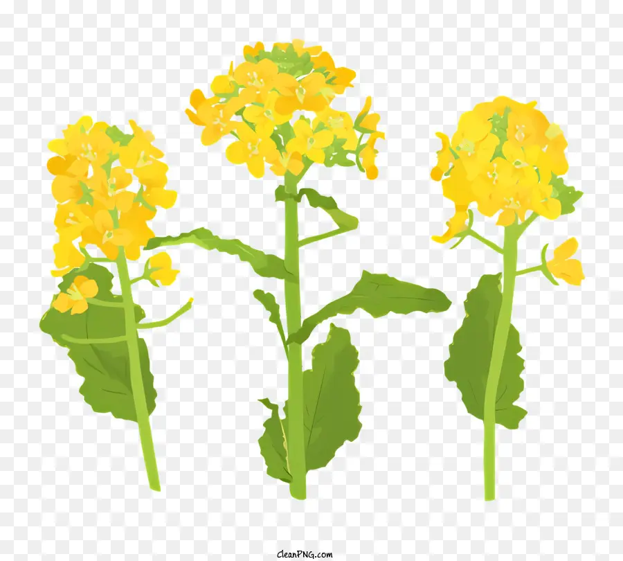 Plantas Com Flores Amarelas，Flores Amarelas PNG