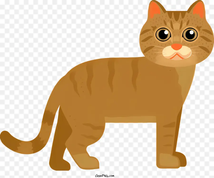 Gato Marrom，Gato Domesticado PNG