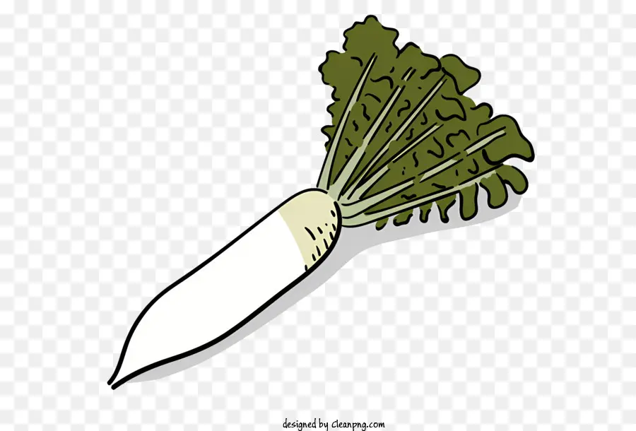 Vegetal De Raiz，Rabanetes PNG