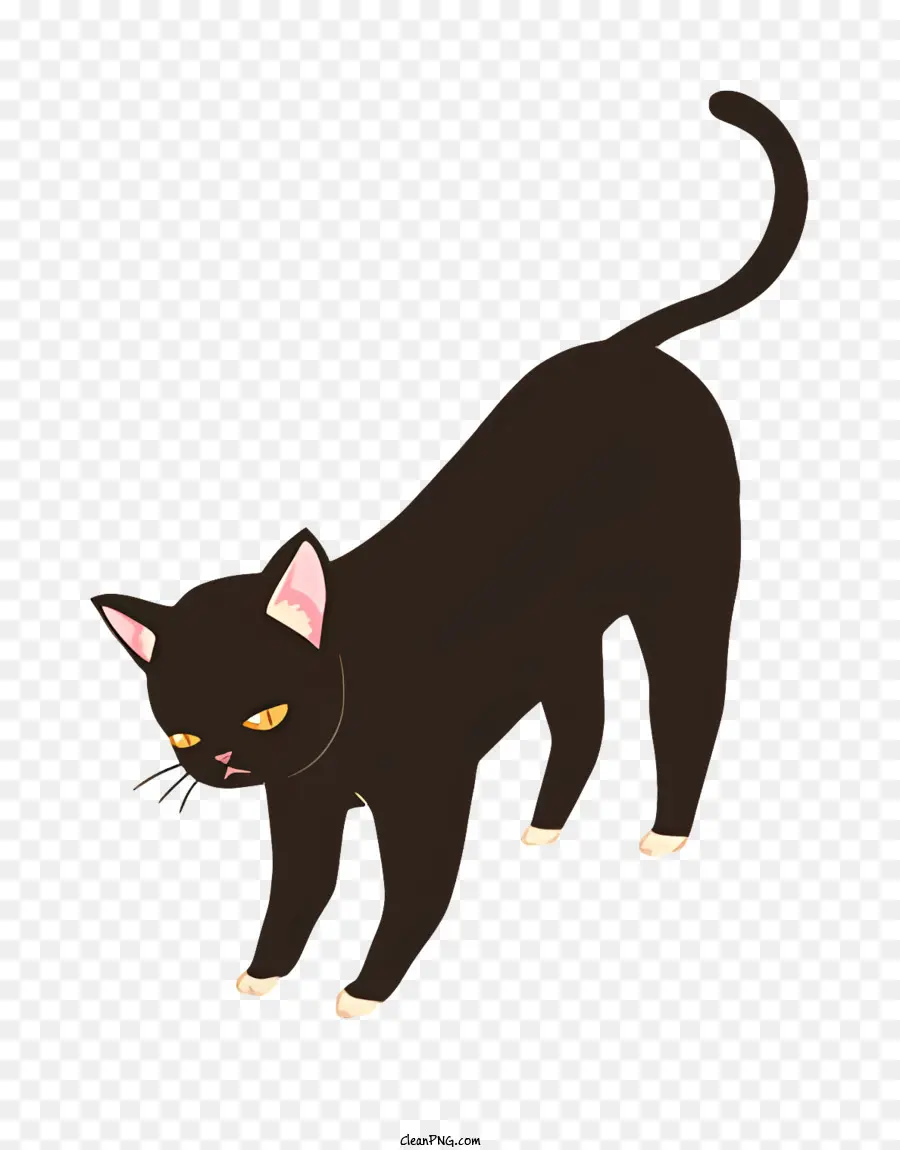 Gato，Black Background PNG