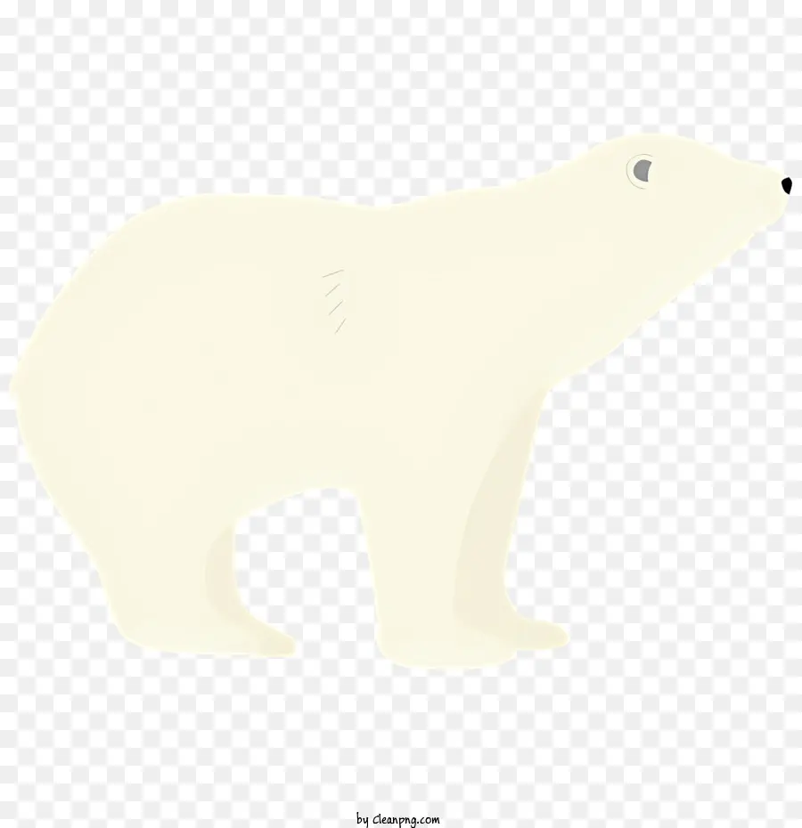 Urso，Urso Branco PNG