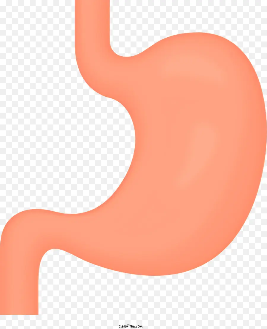 Estômago Humano，Sistema Digestivo PNG