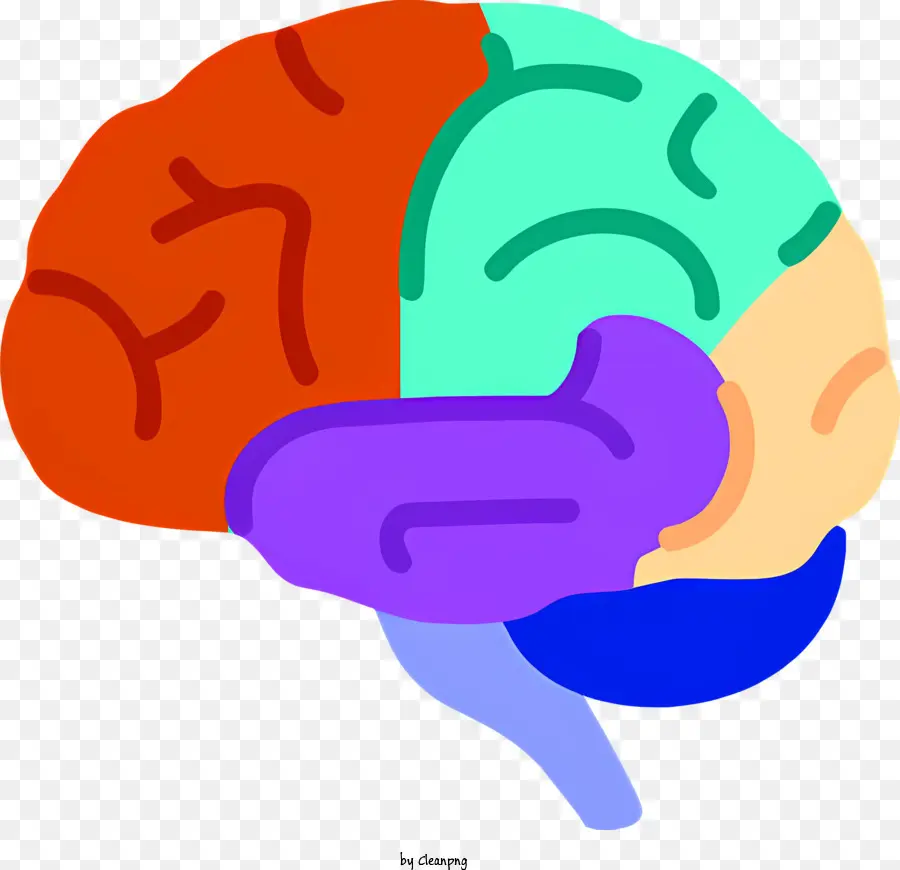 Cérebro Humano，Regiões Cerebrais PNG
