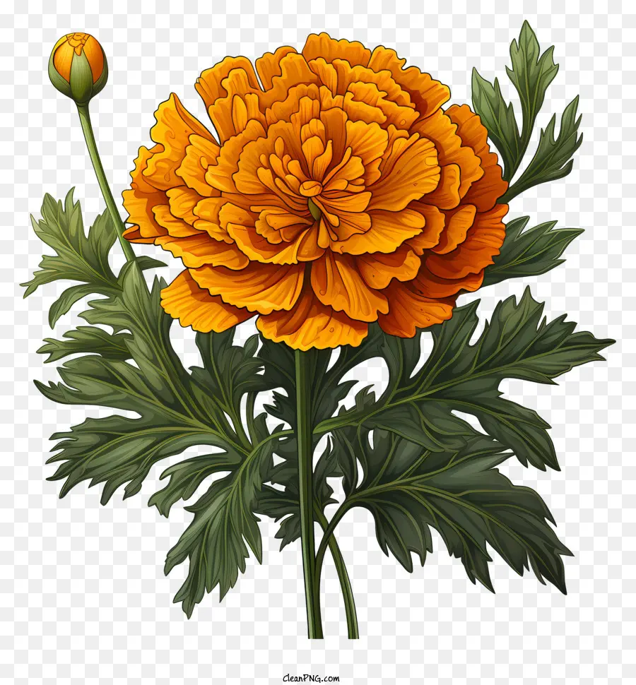 Palavras Chave Bouquet，Flores De Laranja PNG