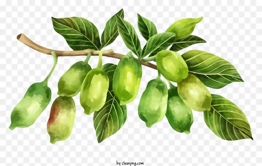 Cartoon，Pimentos Verdes PNG