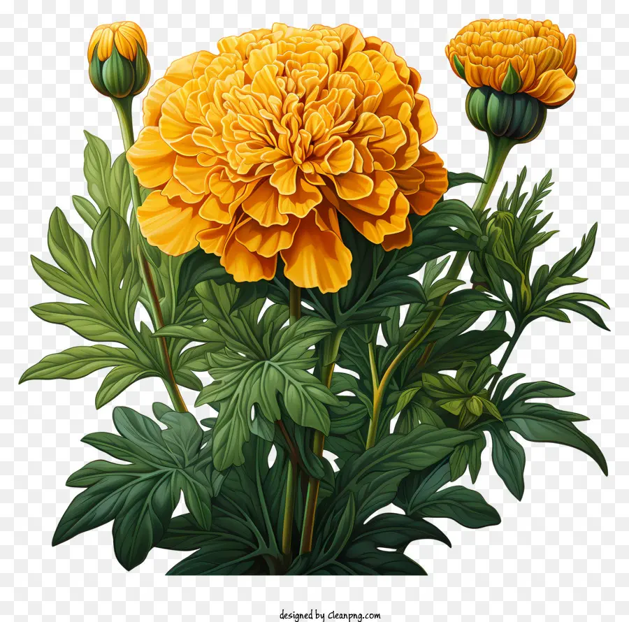 Calêndula Flor，Flor Da Laranja PNG