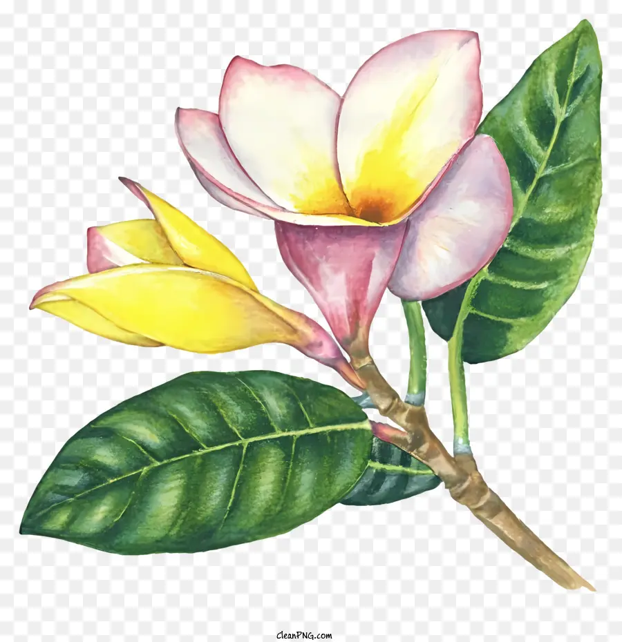 Cartoon，Pintura Das Flores PNG