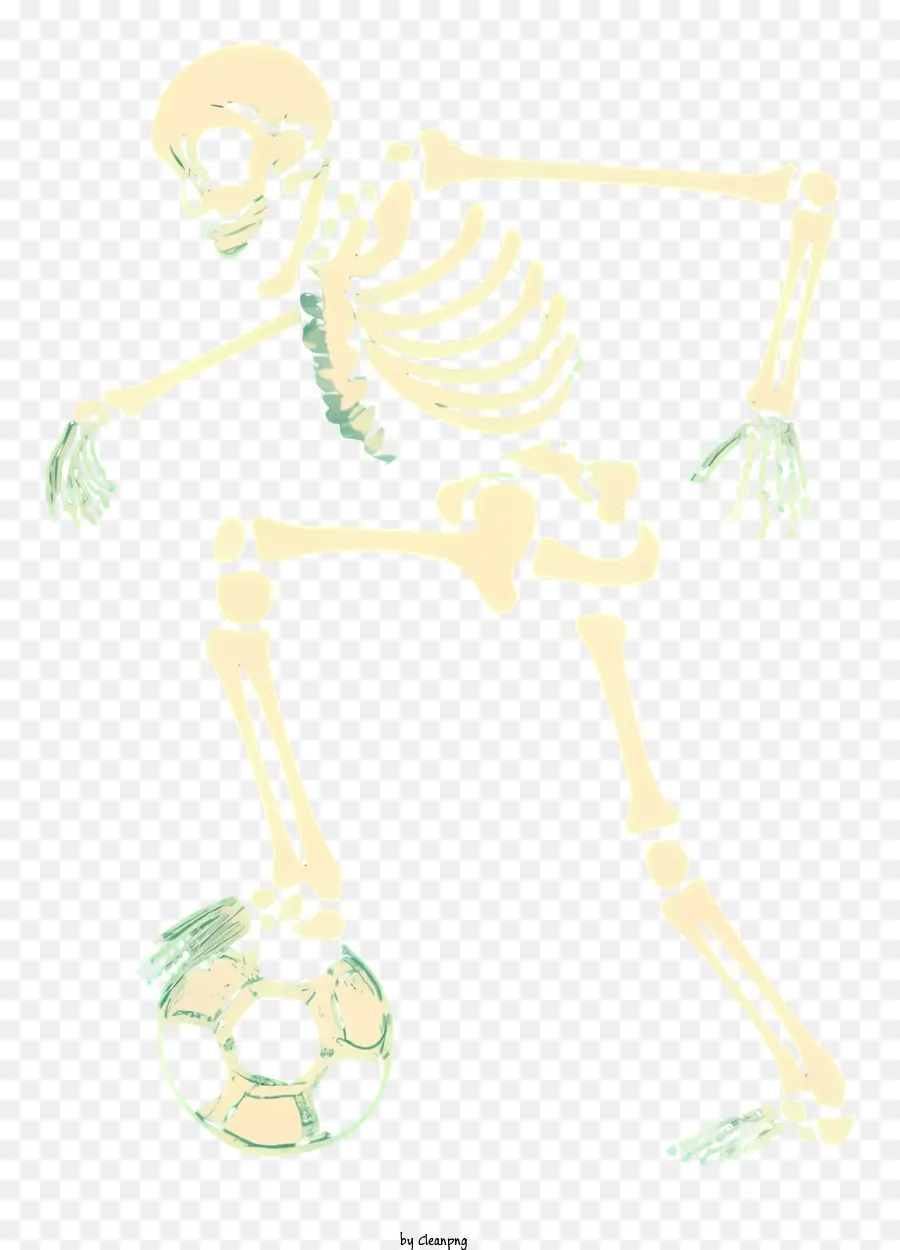 Cartoon，Esqueleto PNG