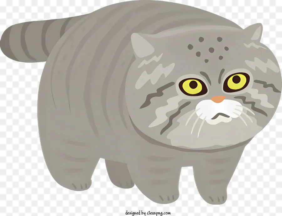 Gray Cat，Grandes Olhos Redondos PNG