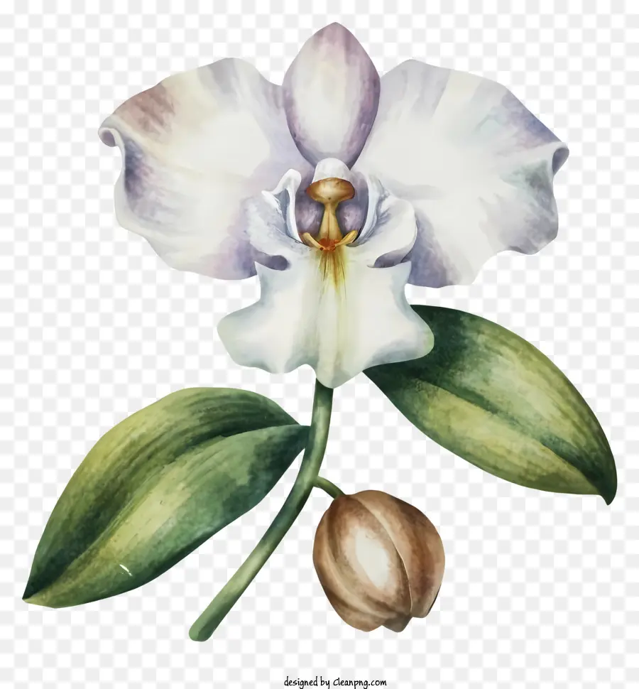 Ilustração Em Aquarela，White Orchid PNG