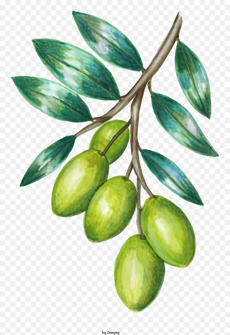 Cartoon，Olive Branch PNG