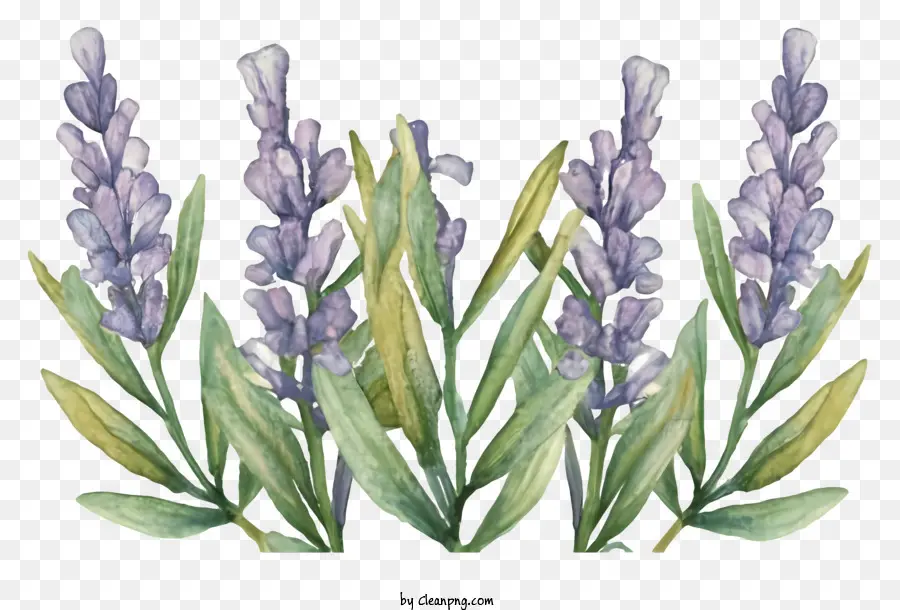 Cartoon，Flores De Lavanda PNG