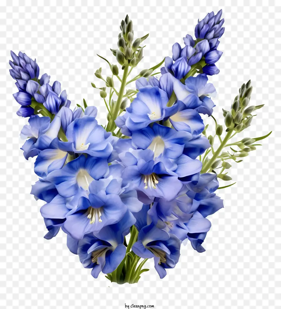 Bando De Flor Delphinium，Im Sorry PNG