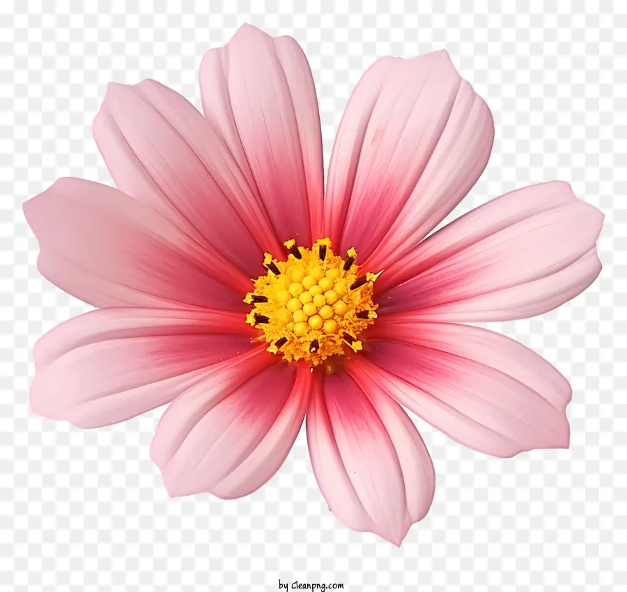 Flor Realista De Cosmos 3d，Flor Rosa PNG