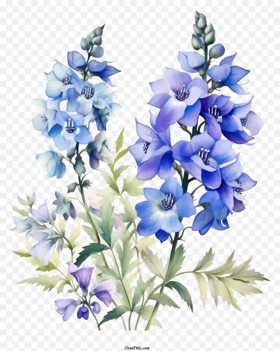 Delphinium Flower Art，Flores Azuis PNG