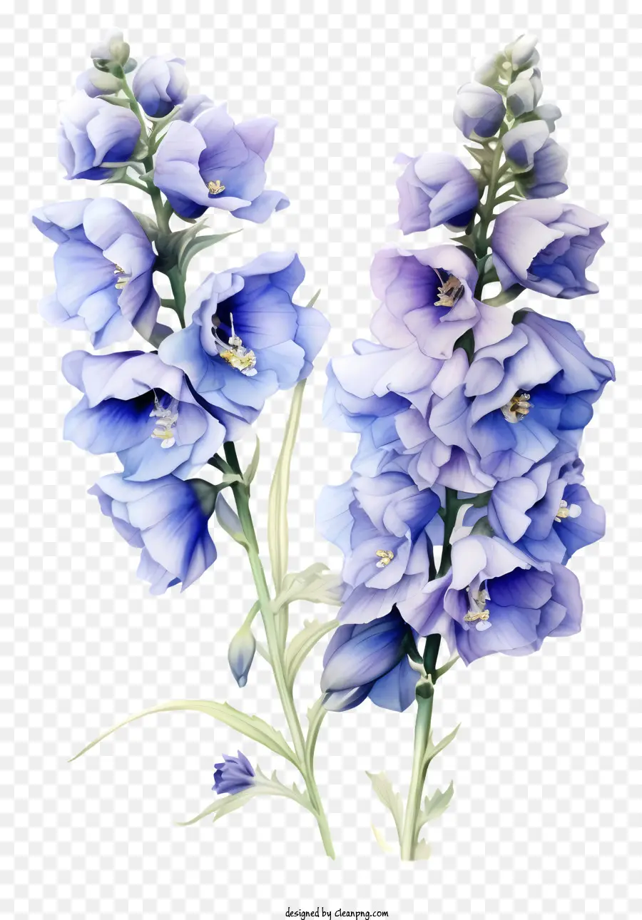 Arte De Flores De Delphinium，Flores Azuis PNG