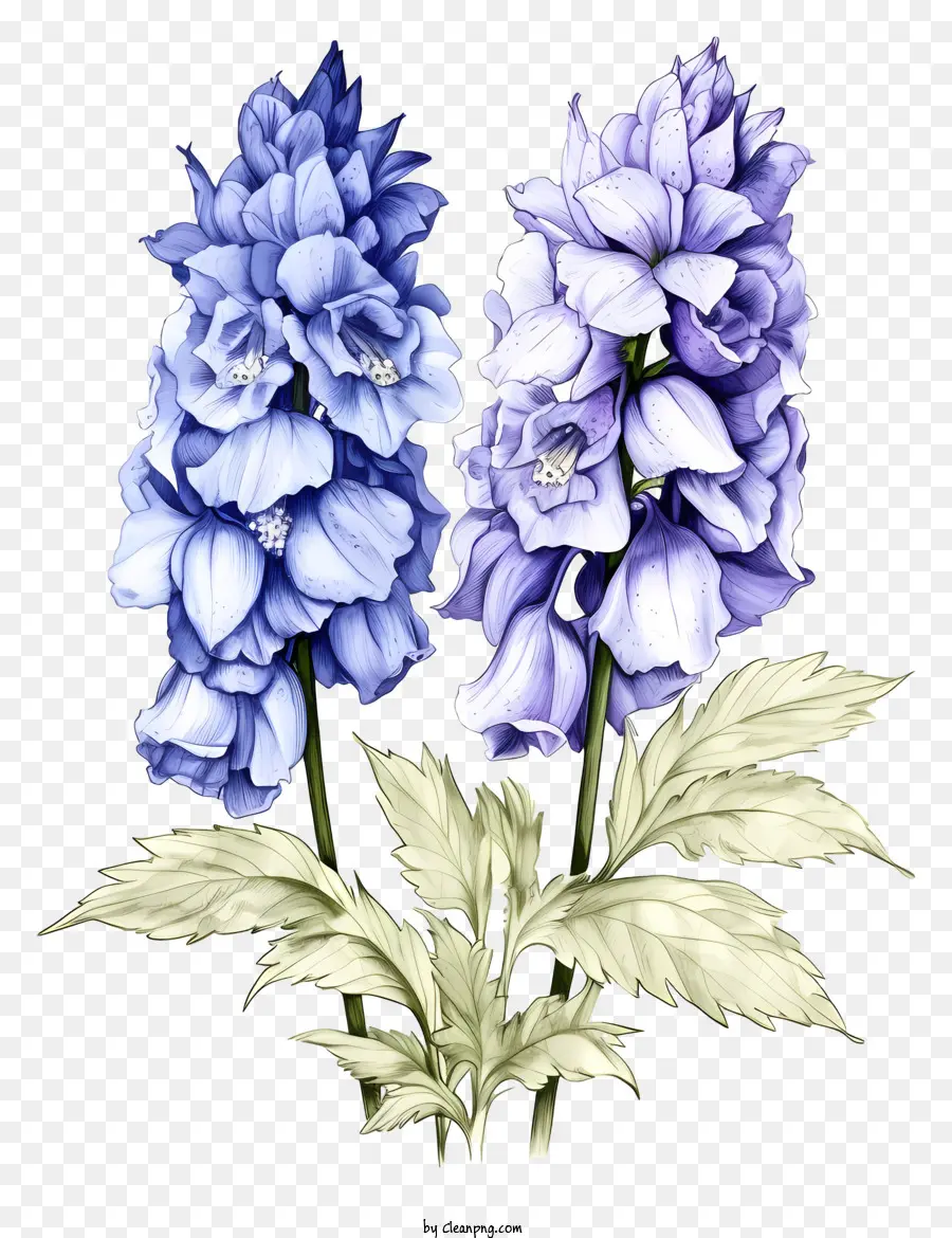 Esboce A Flor Delphinium，Flores De Hibisco Azul PNG