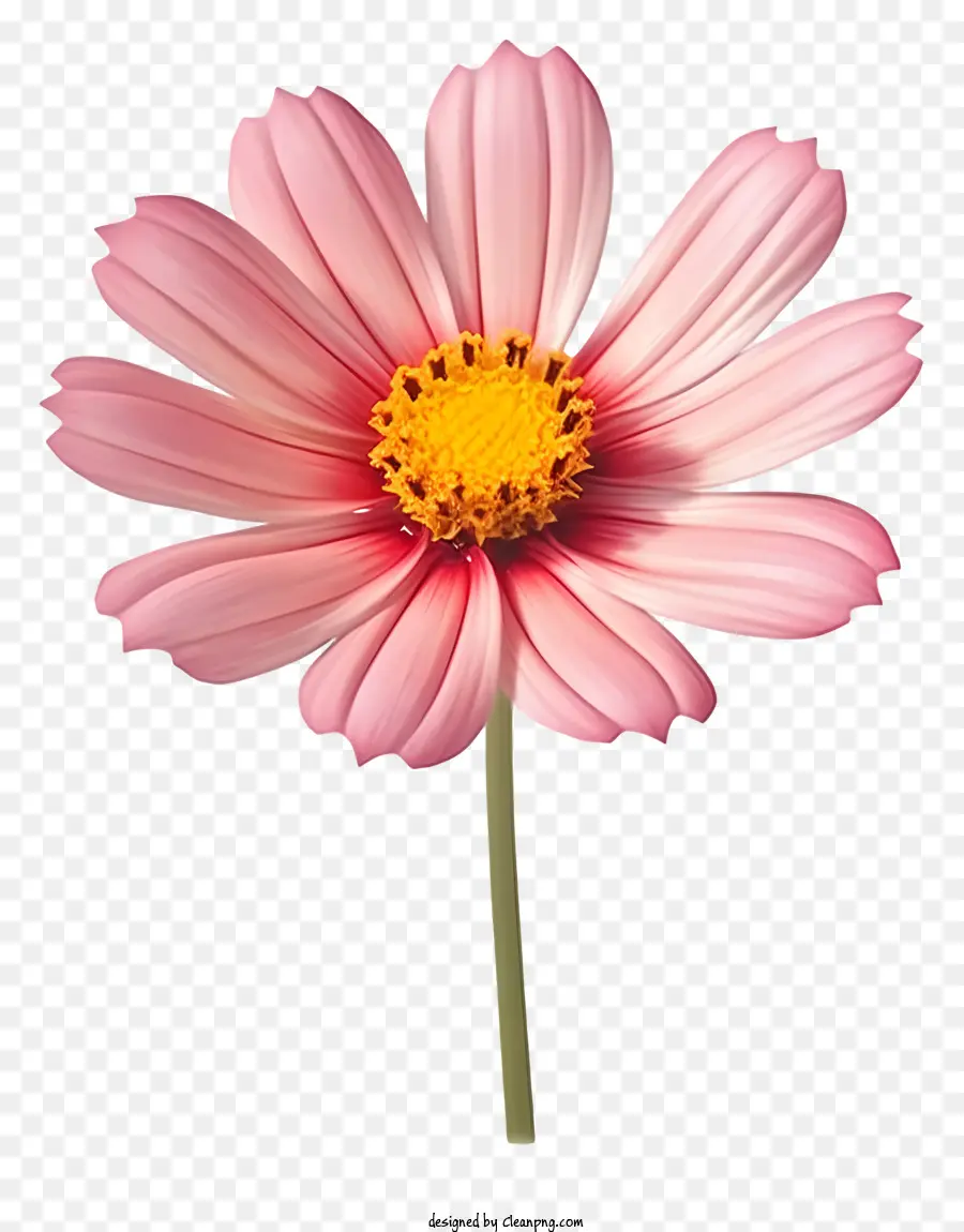 Flor Realista De Cosmos 3d，Flor Rosa PNG