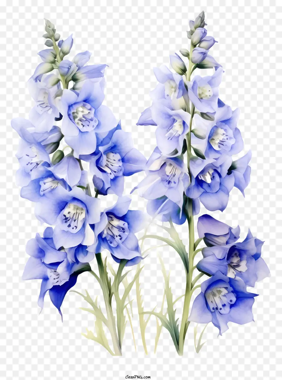 Delphinium Flower Art，Flor Azul PNG