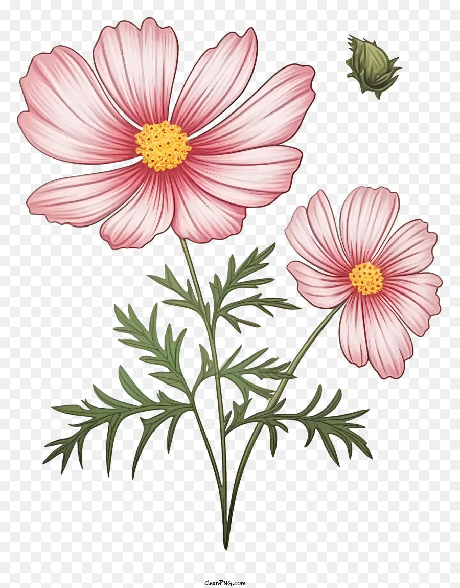 Ilustração Vetorial Plana Minimalizada，Cosmos Flor PNG