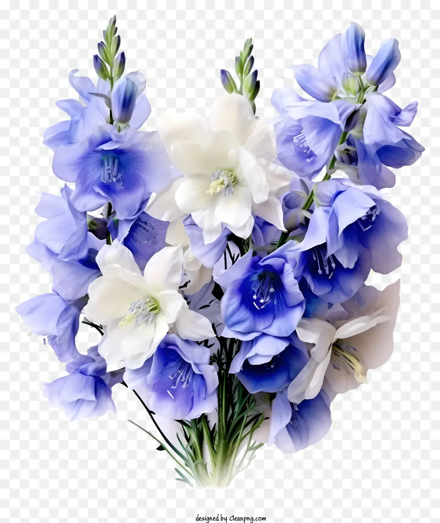 Grupo Dedicado De Flor Delphinium，Azul E Branco Flores PNG