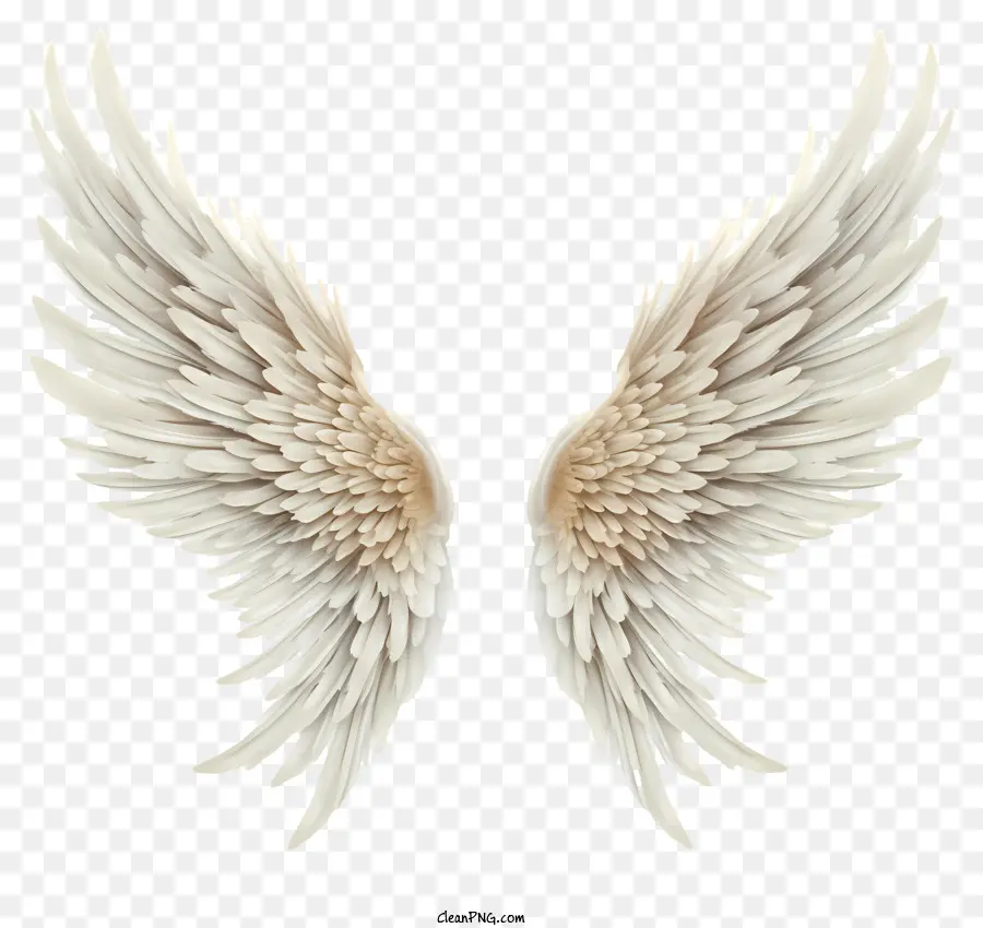 Abstract Angel Wings，Asas De Anjo PNG