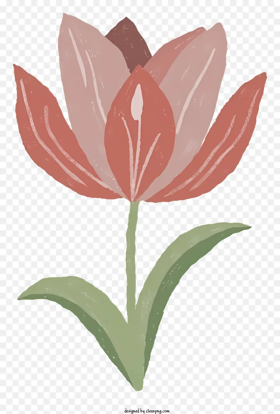 Cartoon，Rosa Tulipa PNG