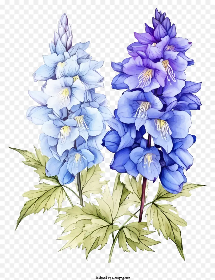 Esboce A Flor Delphinium，Grandes Flores Azuis PNG