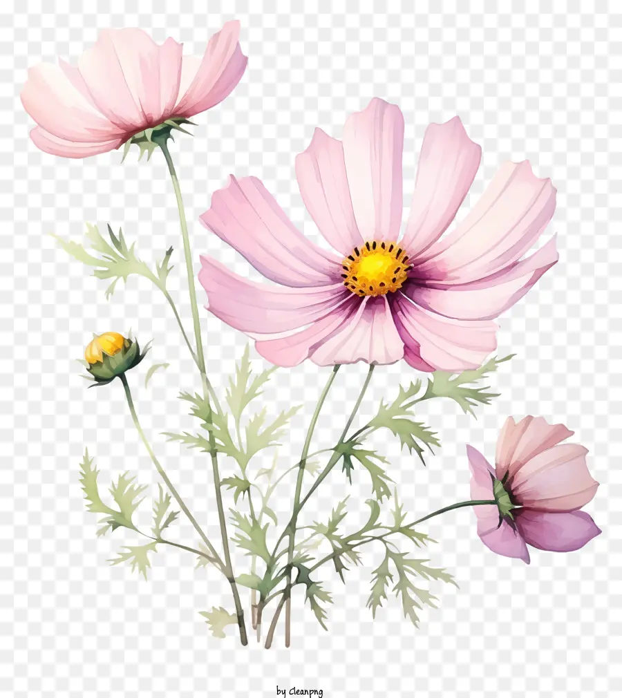 Flor De Cosmos Em Aquarela，Flor PNG