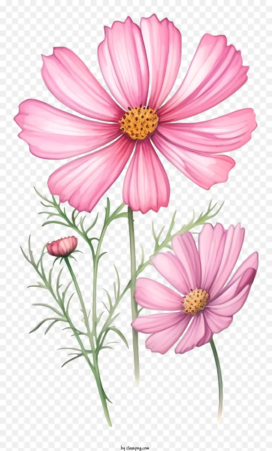 Cosmos Flor，Flores Cor De Rosa PNG