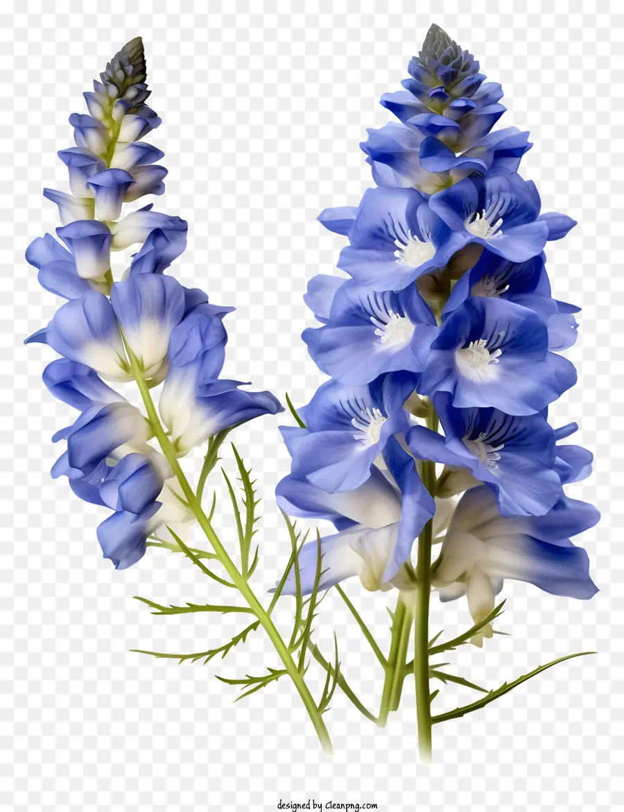 Flor Plana De Delphinium，Azul E Branco Flores PNG