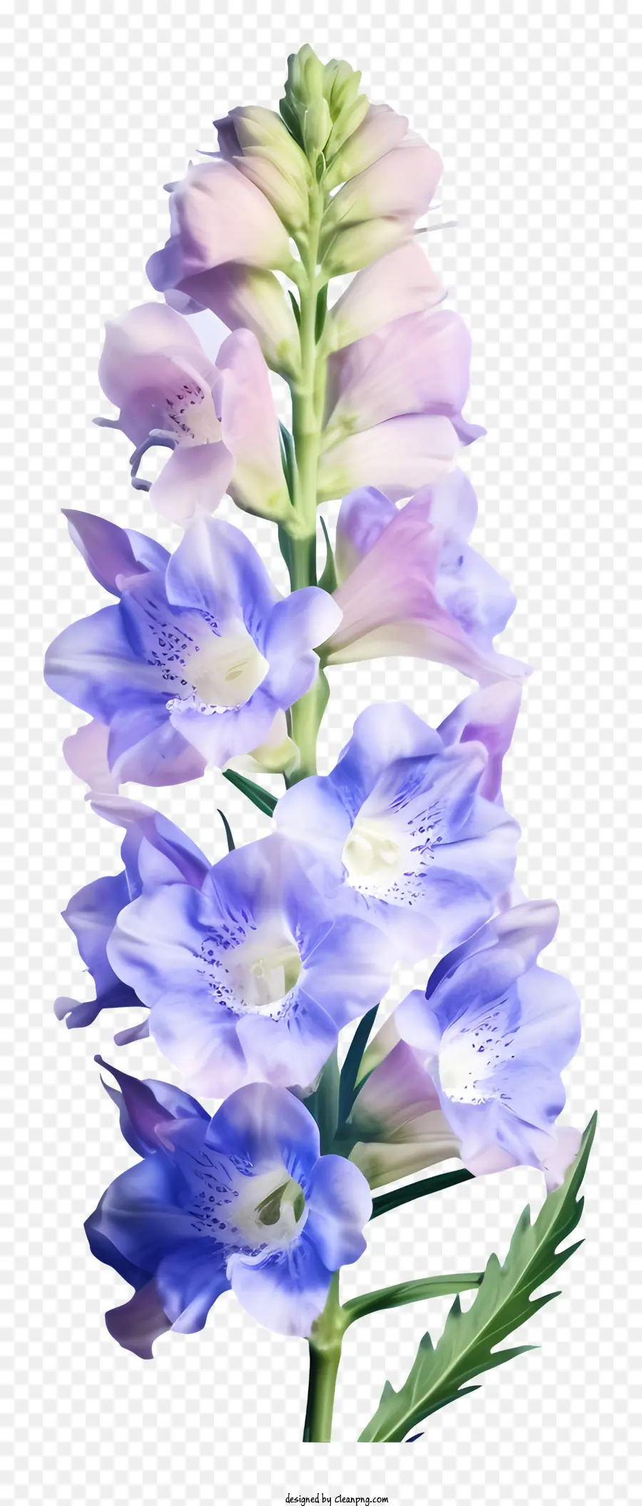 Flor Da Aquarela Delphinium，Bellflower Azul E Branco PNG