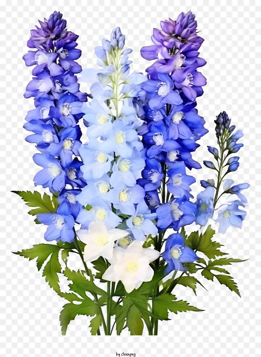 Delphinium Flower Arranjo，Azul E Branco Flores PNG