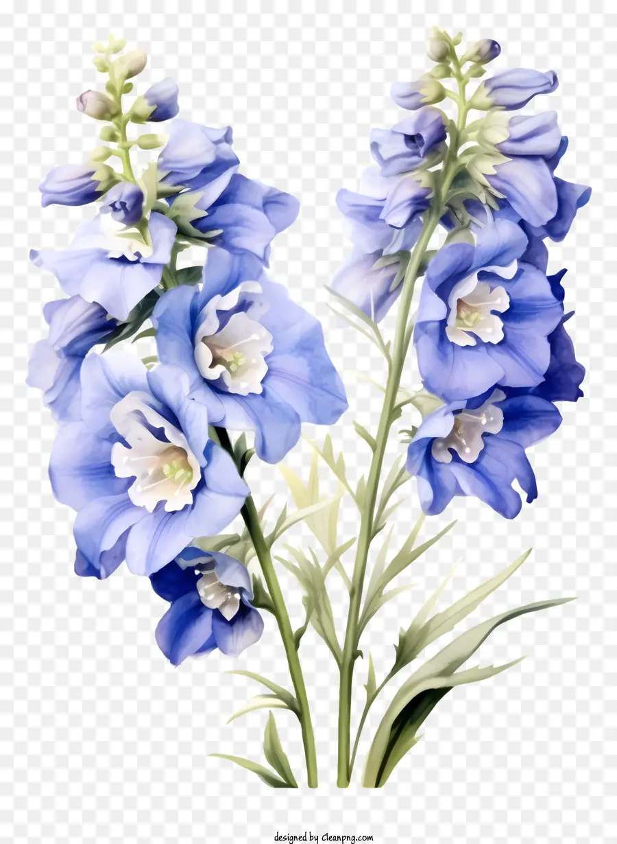 Flor Elegante De Delphinium，Azul E Branco Flores PNG