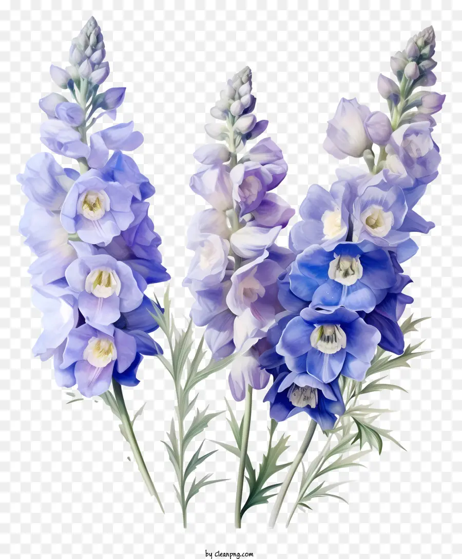 Grupo Dedicado De Flor Delphinium，Flor Azul PNG