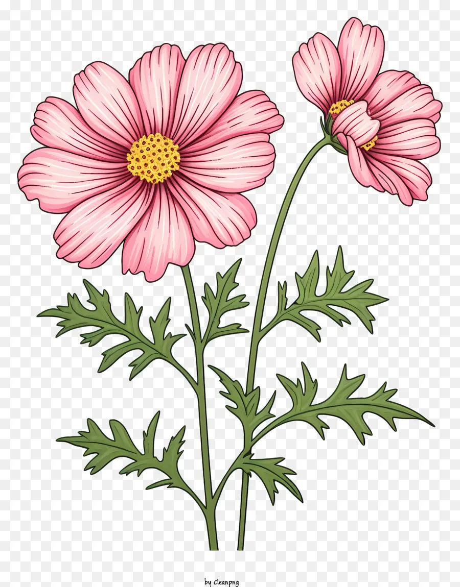 Ilustração Vetorial Plana Minimalizada，Cosmos Flor PNG