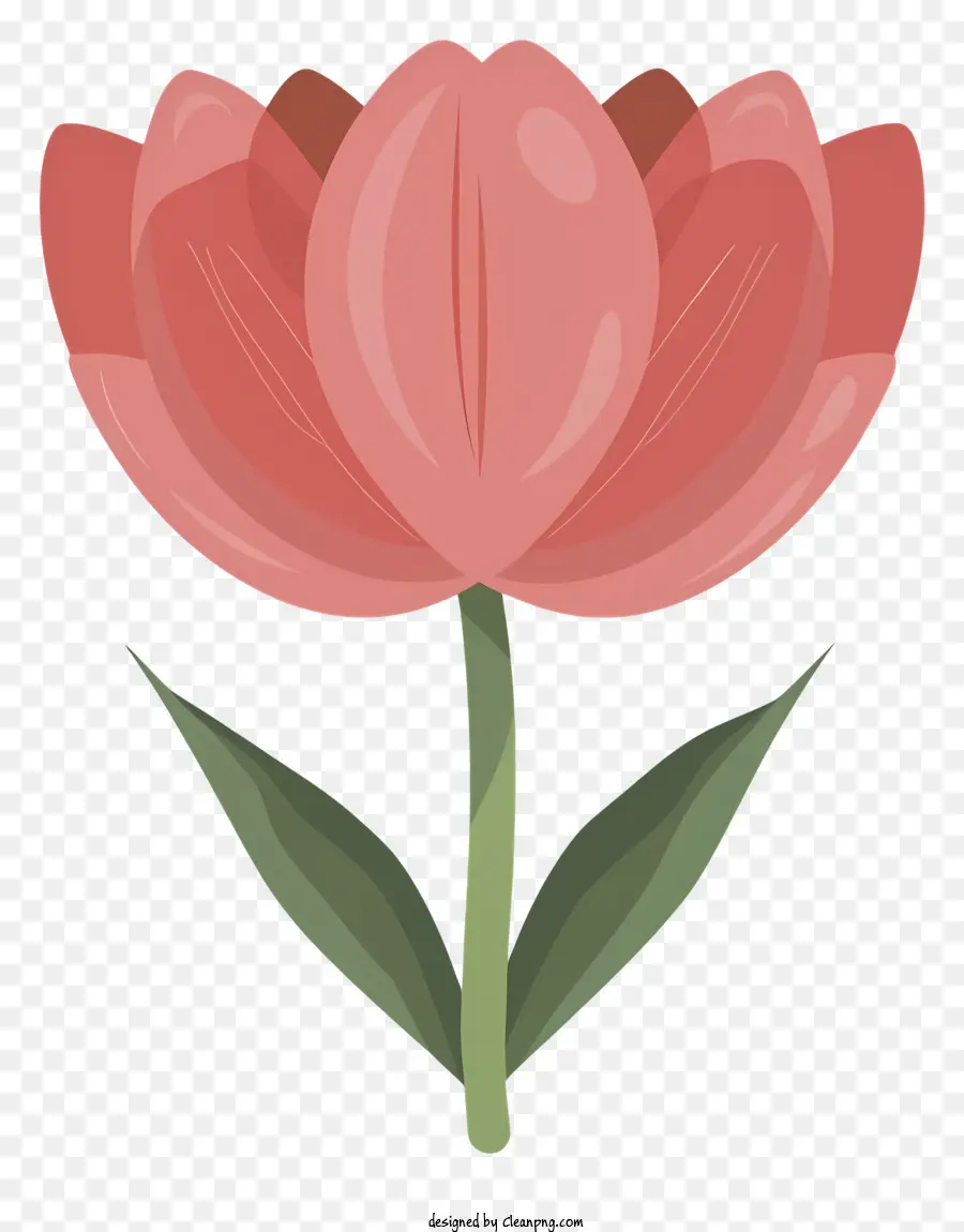 Cartoon，Flor De Tulipa Rosa PNG