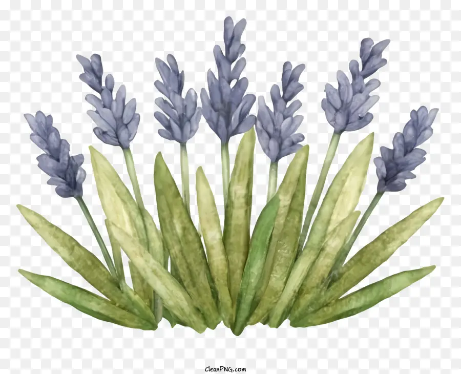 Cartoon，Campo De Lavanda PNG