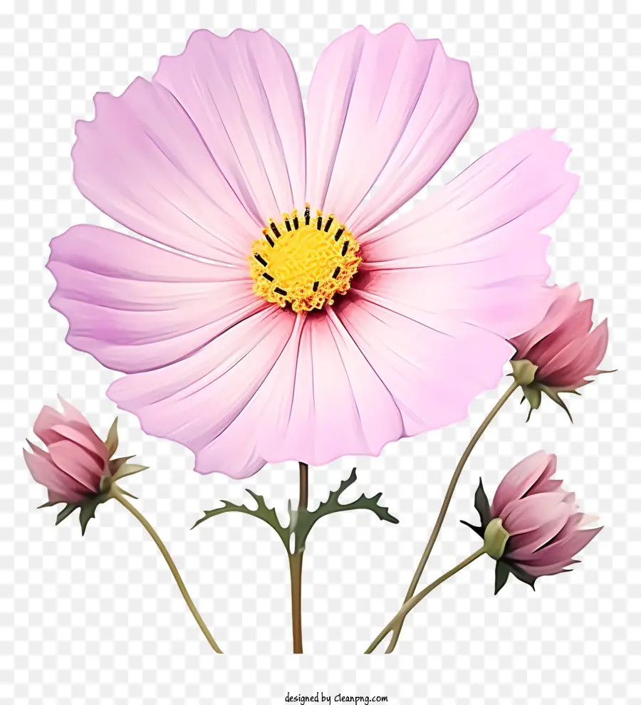 Flor De Cosmos Planos，Flor Rosa PNG