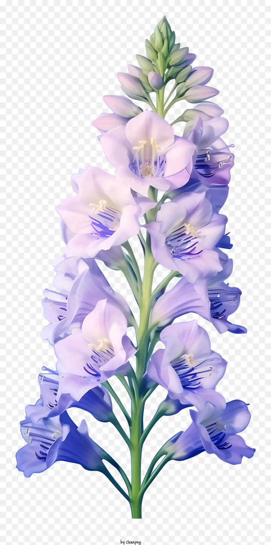 Flor Do Delphinium De Desenho Animado，Planta Com Flores Brancas PNG
