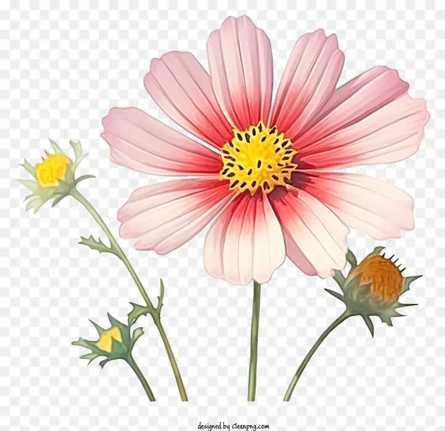 Flor De Cosmos Em Aquarela，Flor Rosa PNG