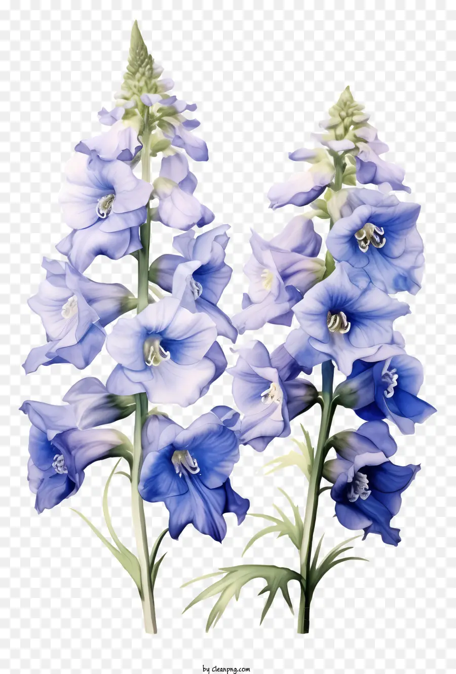 Flor Delphinium，Flores Azuis PNG