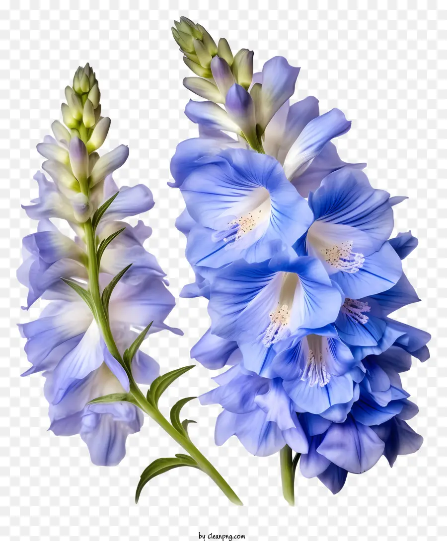 Flor Pastel Delphinium，Flores Azuis PNG