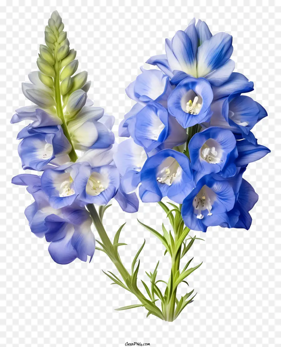 Flor Pastel Delphinium，Flores Azuis PNG